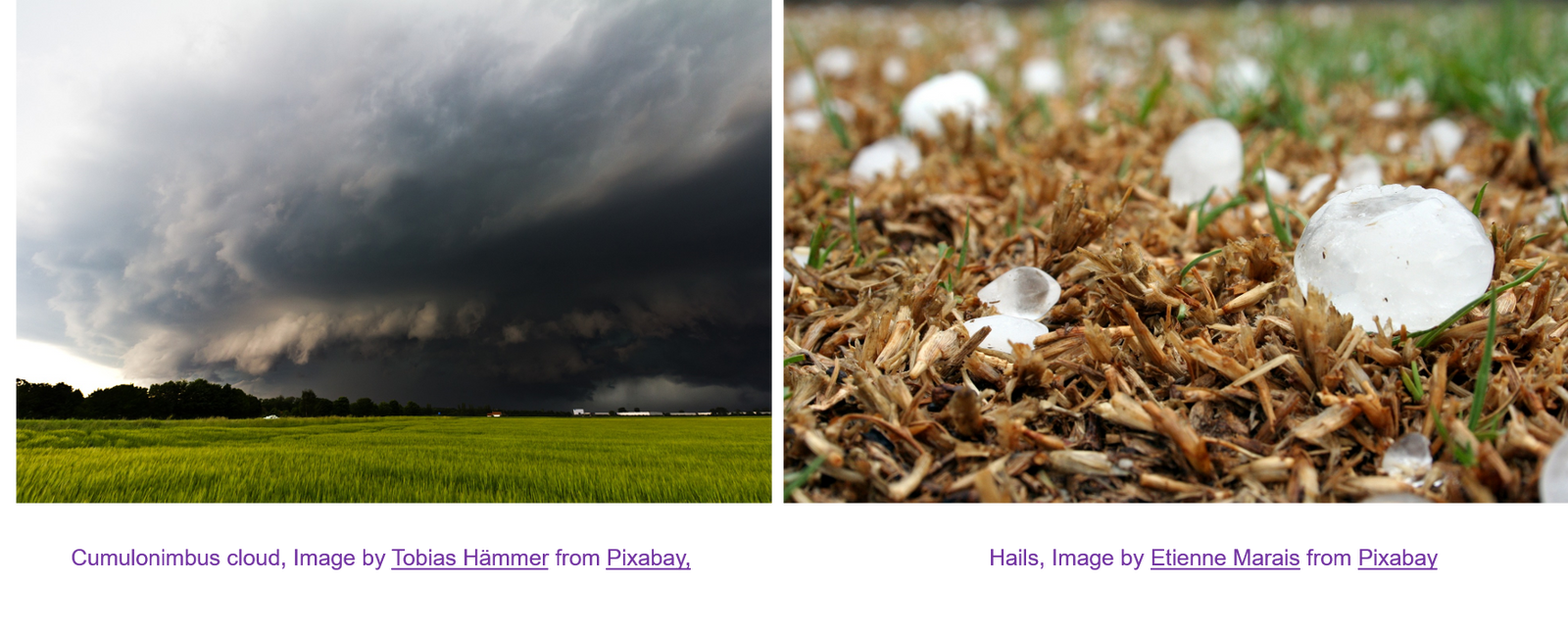 Hailstorm Impact on Grapevine
