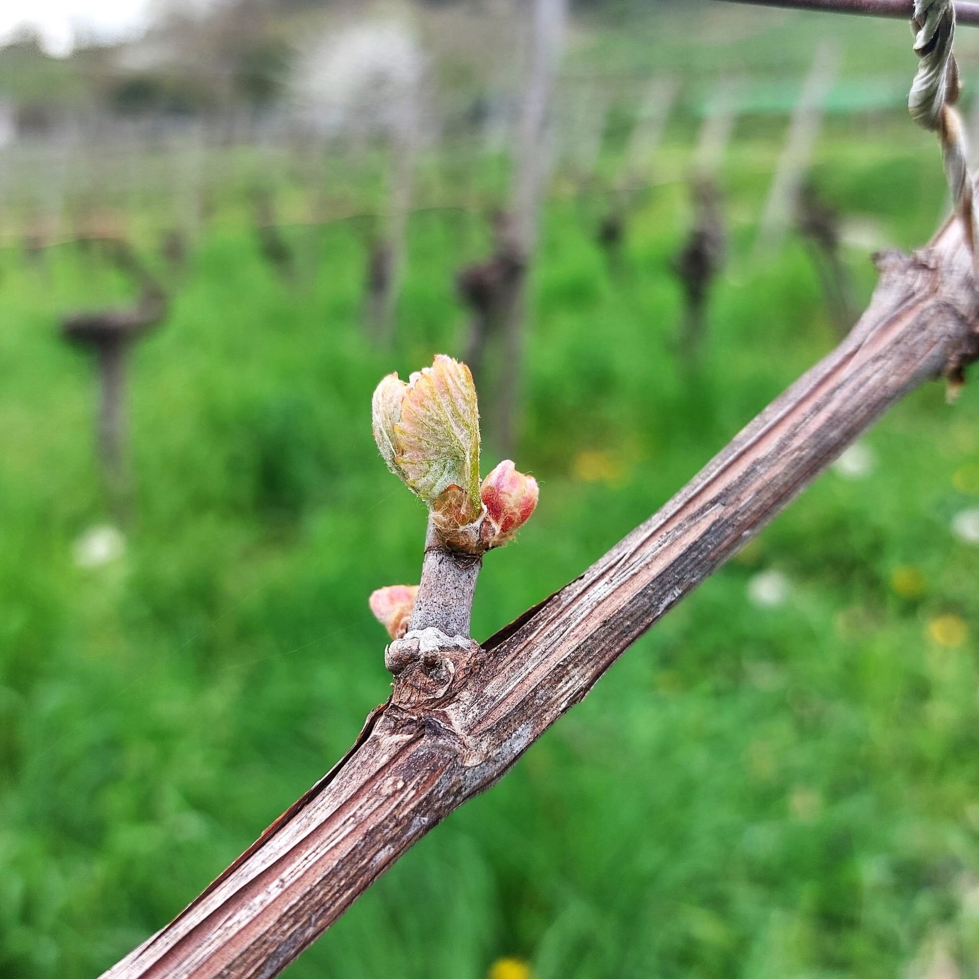 Grapevine Growth stages BBCH scale