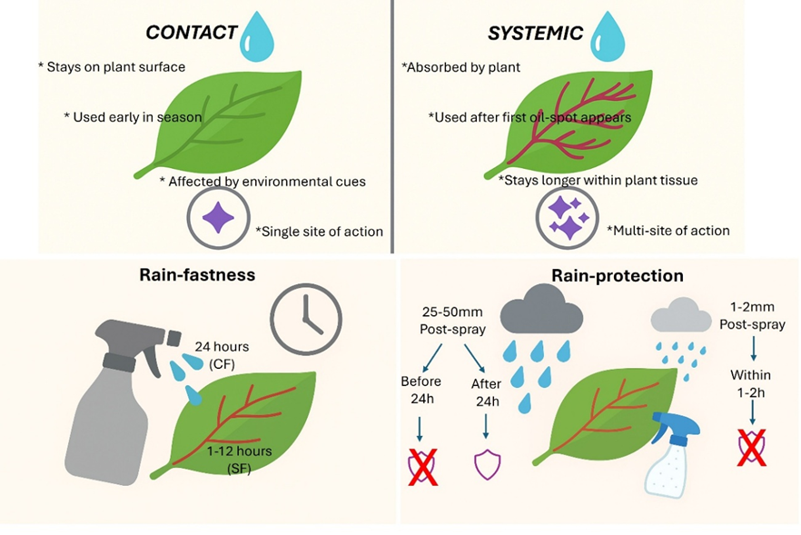 Which Fungicide Do Your Plants Need – Contact or Systemic?