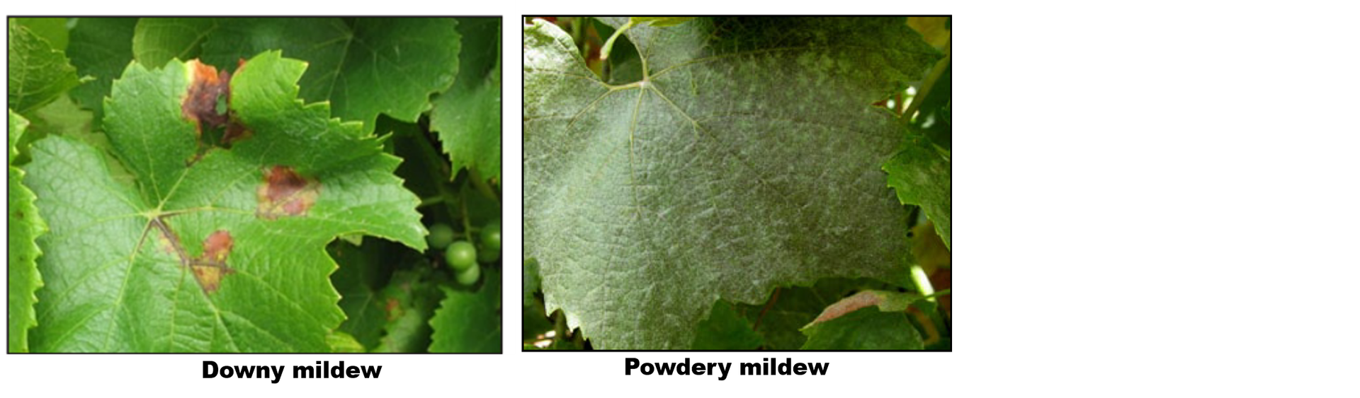 Identifying Downy mildew and Powdery mildew on Grapevine